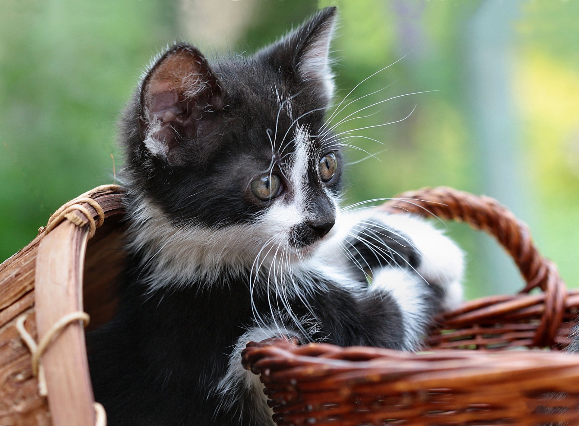 basket kitten white-black view