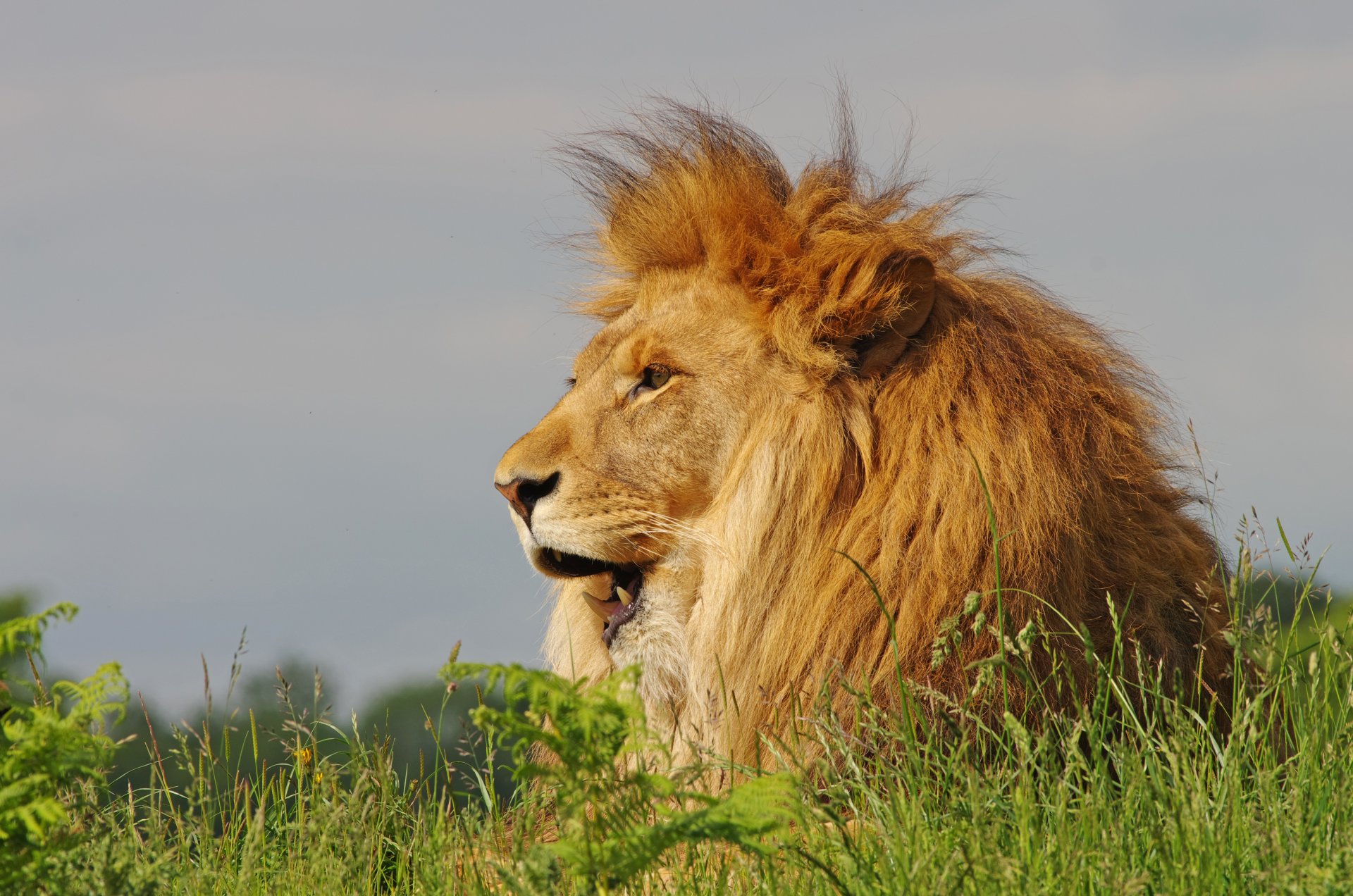 lion roi des bêtes crinière herbe