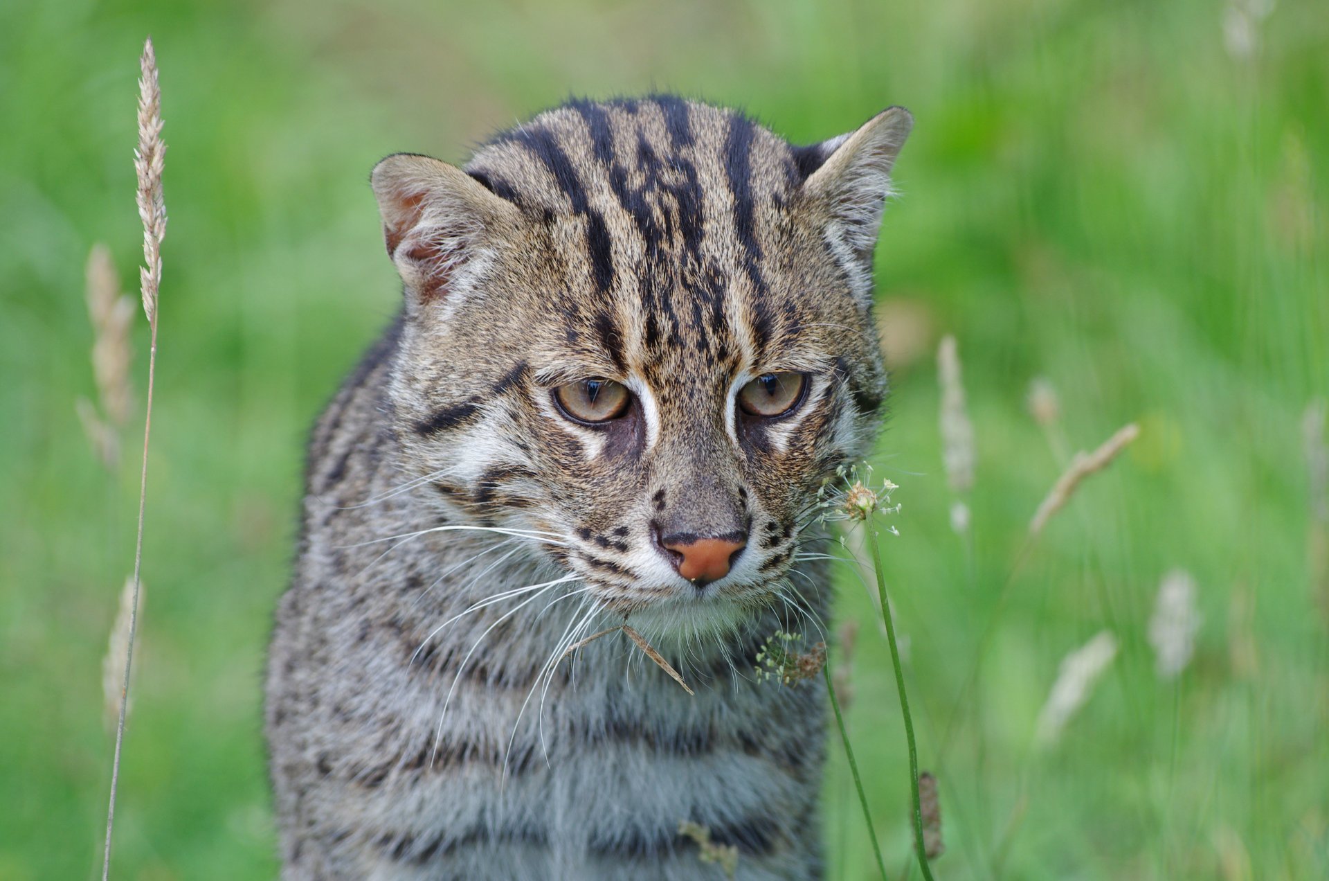 gato pescador gato de pesca gato salvaje depredador hocico