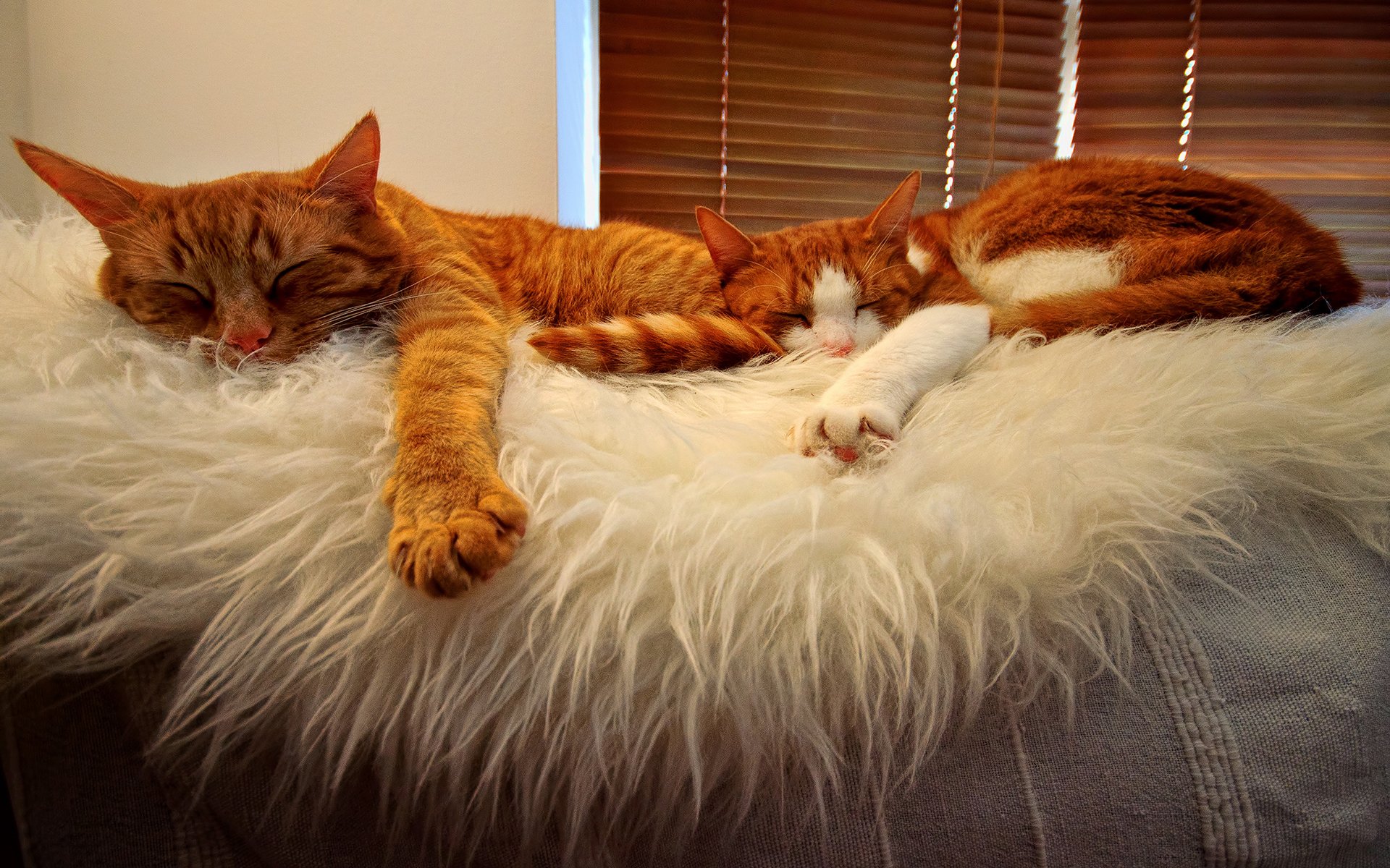 chats orange dormir amis