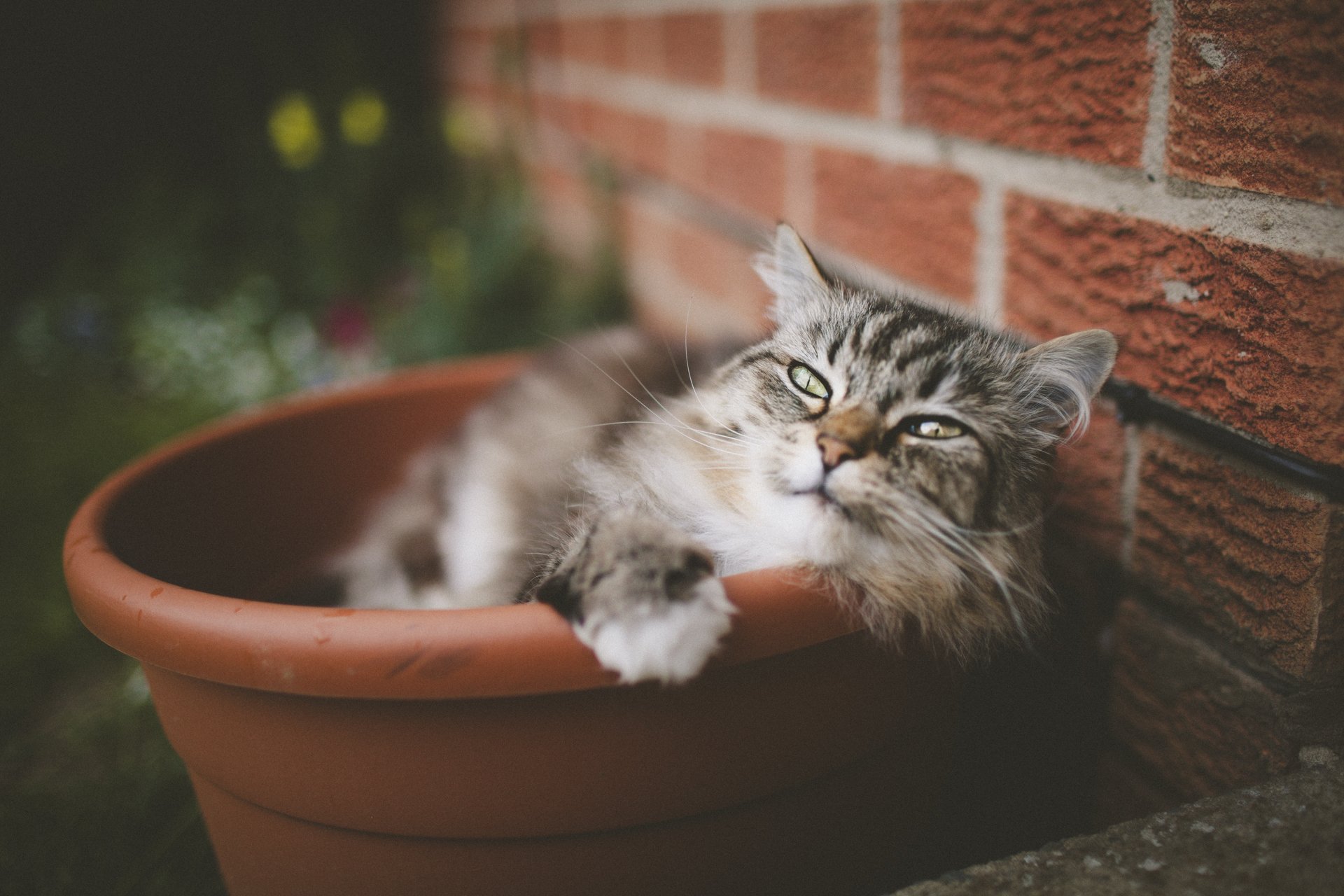 cat pot view wool mustache