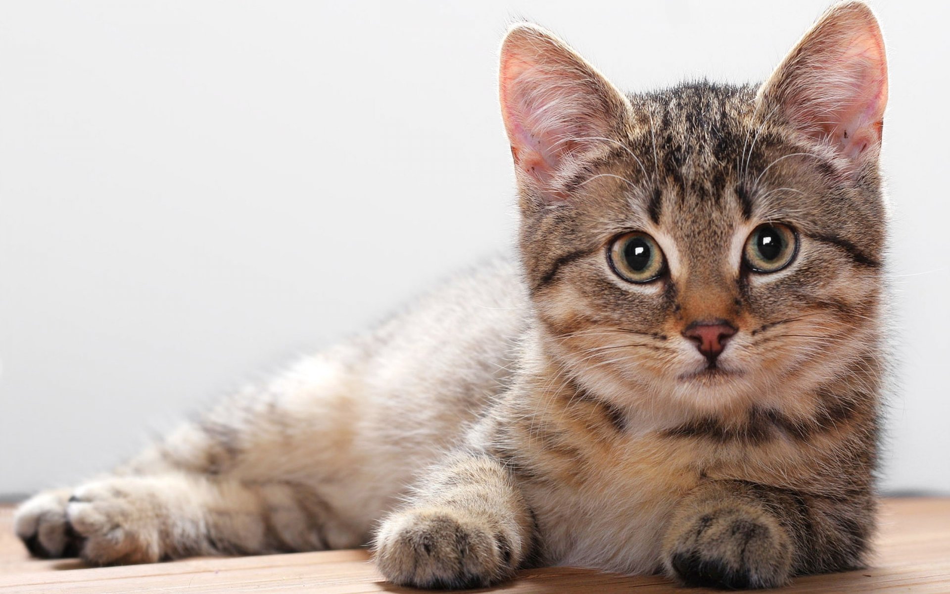 chat se trouve rayé