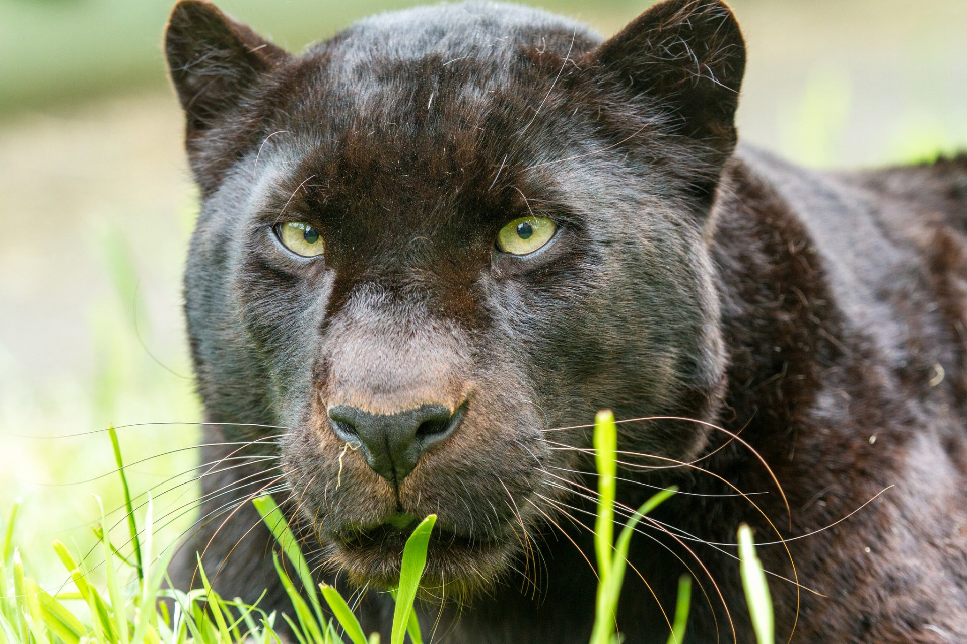 panther leopard face cat view