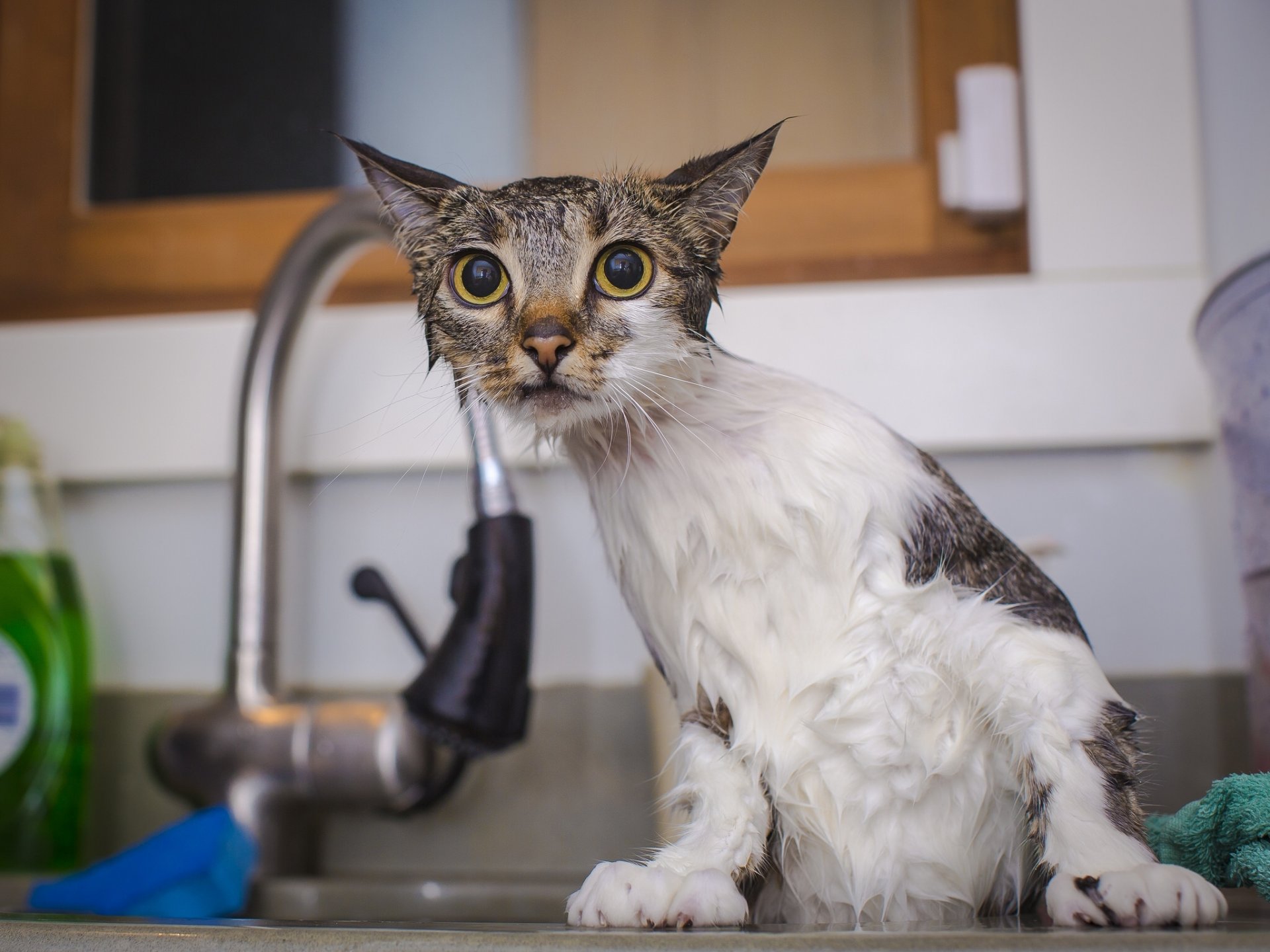 gatto bagnato doccia