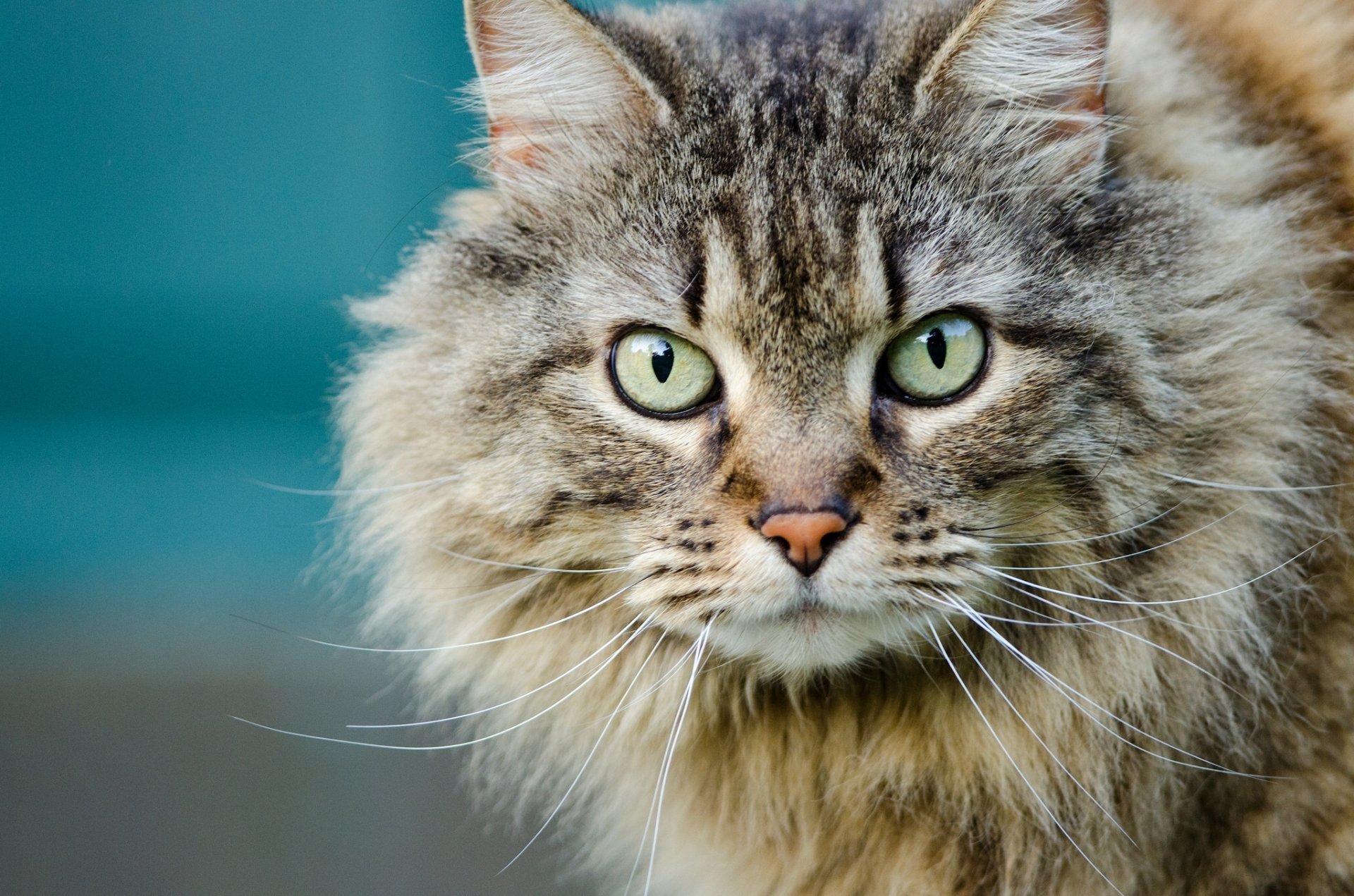 cat snout view portrait