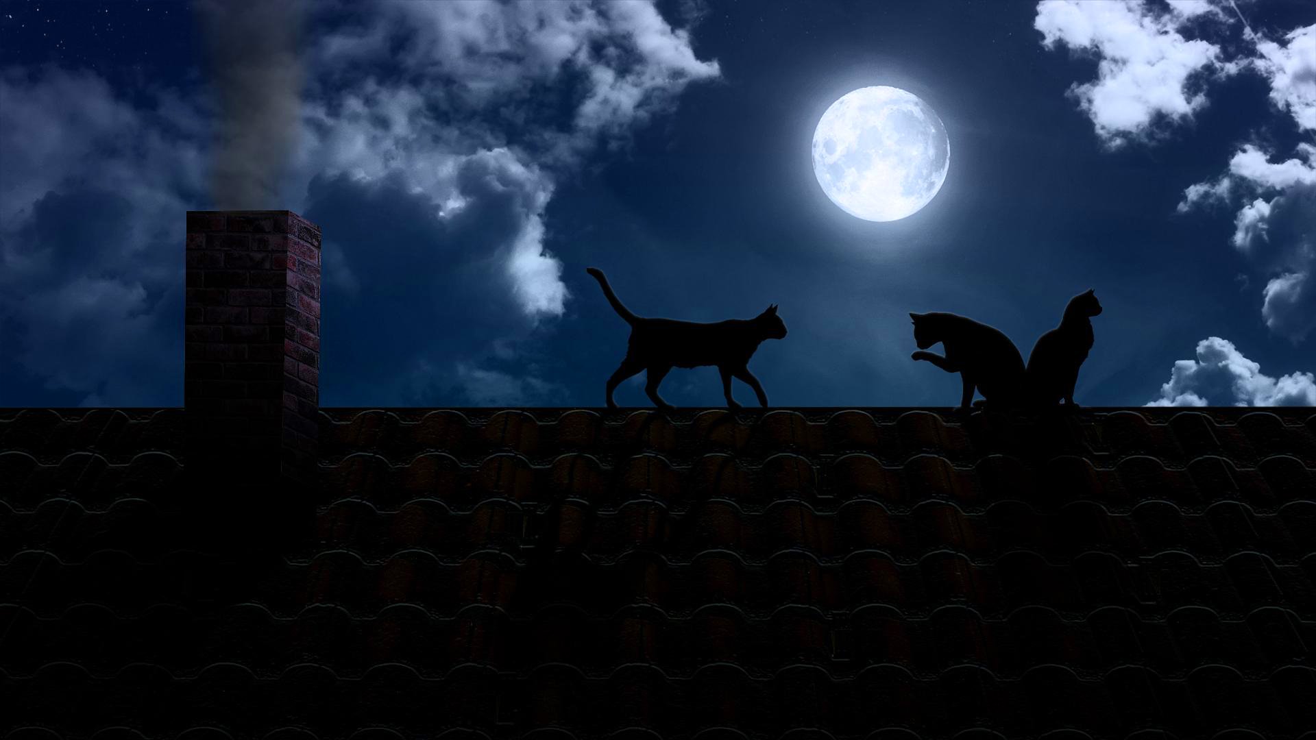 night dark moon full moon roof pipe cats black