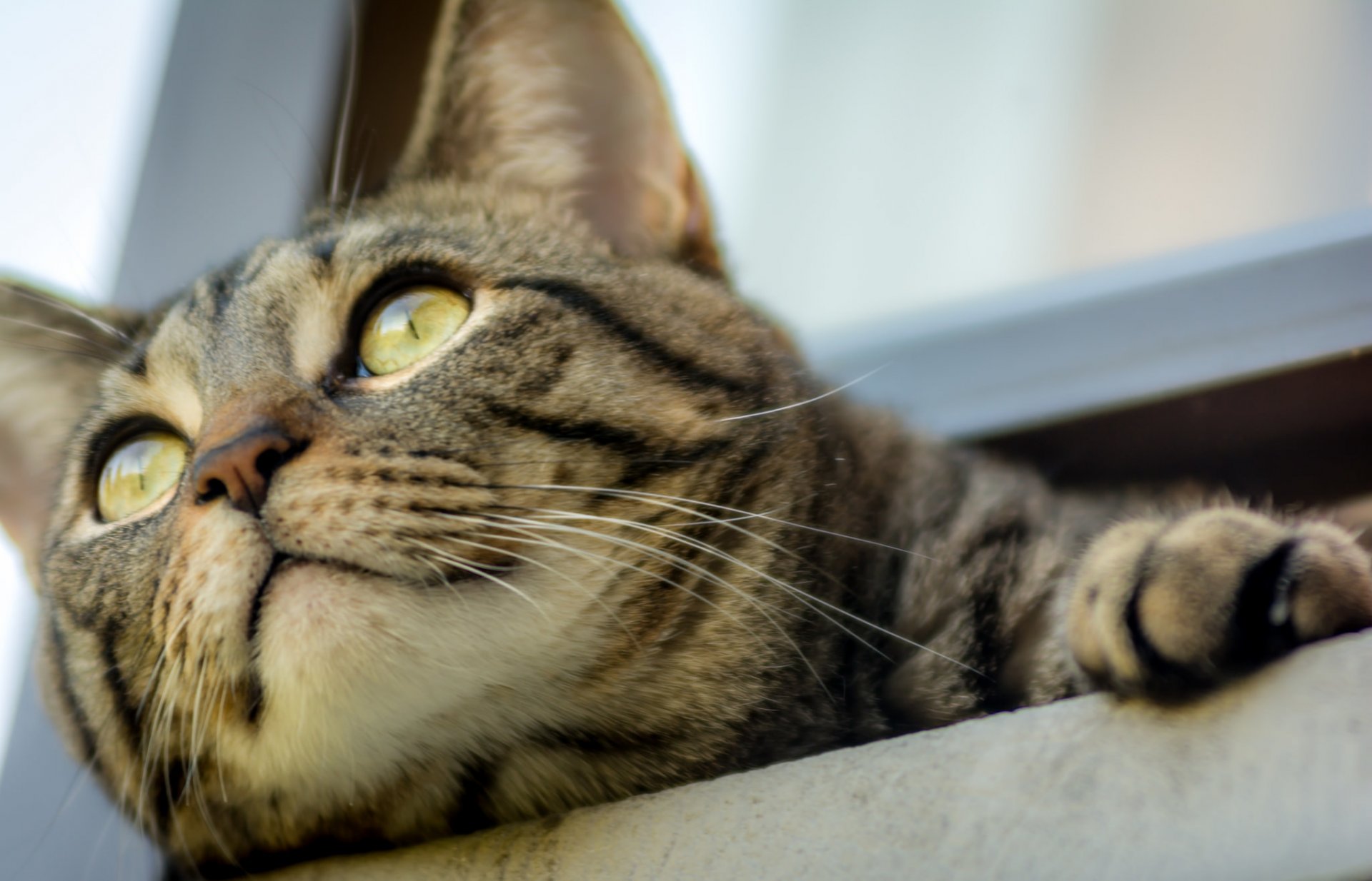 chat kote regard yeux