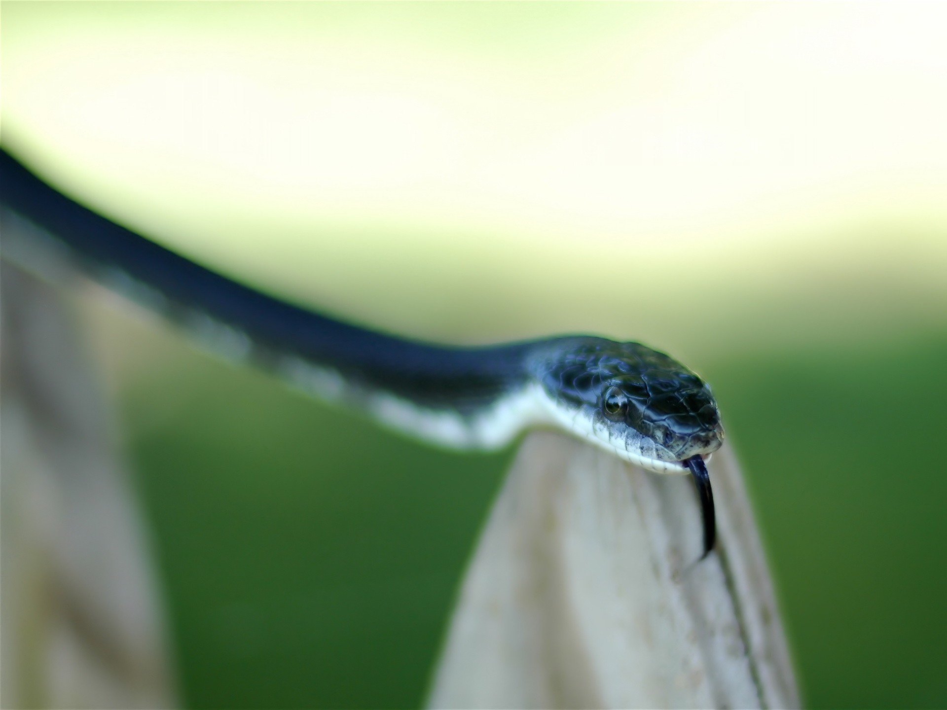 serpent langue vert