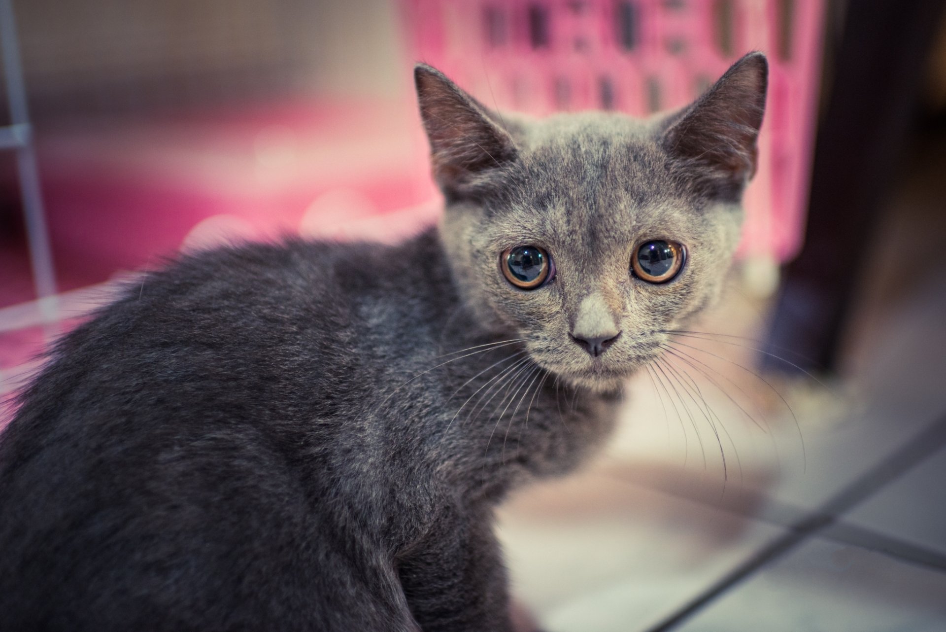 gato gatito gris mirada retrato