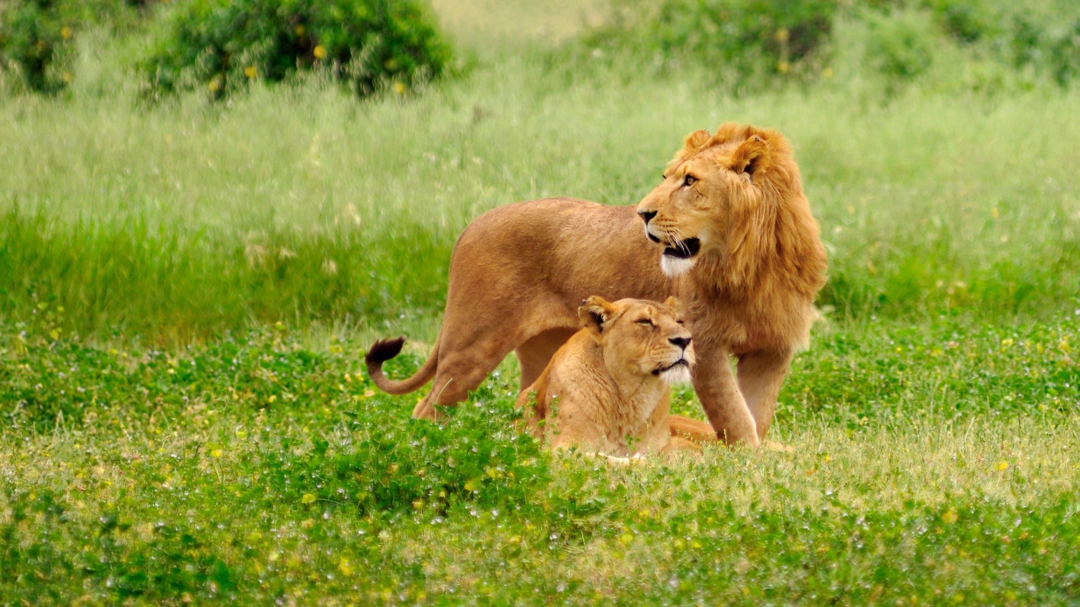 background plain grass the pair leo lione