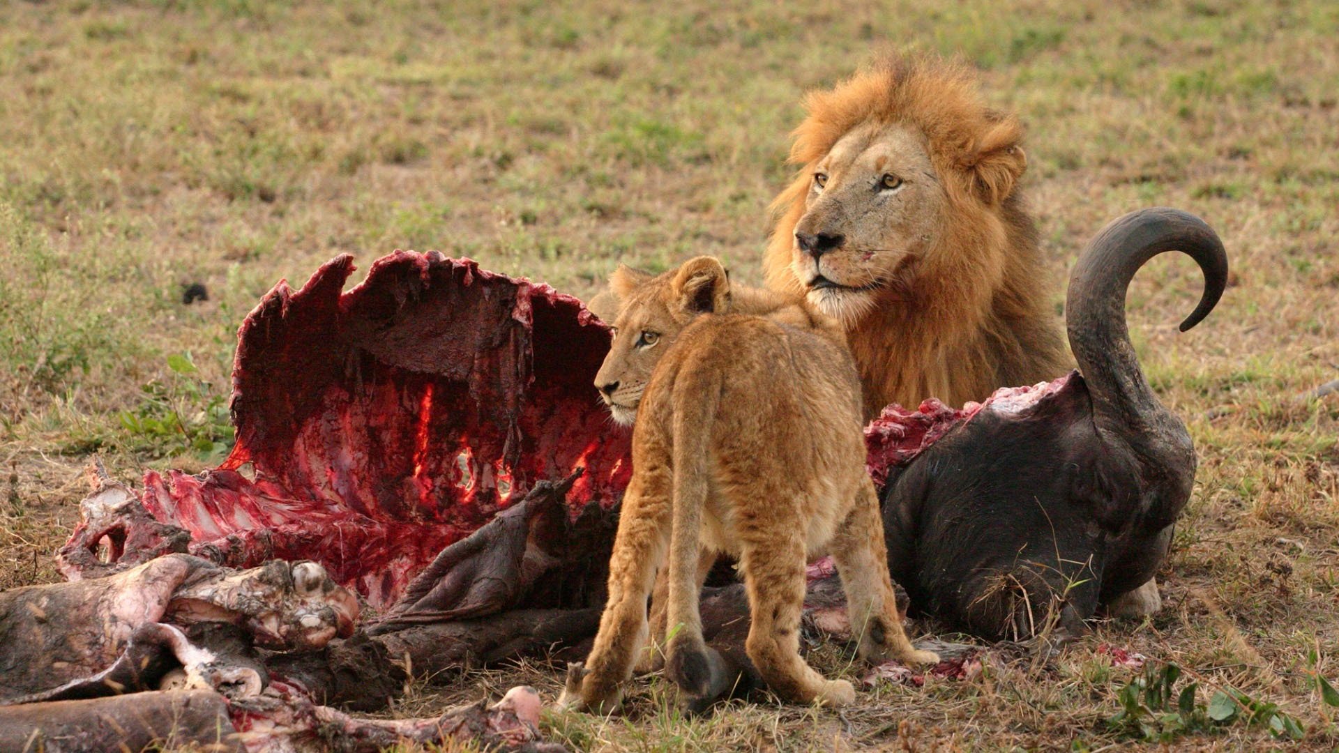 depredador presa vista carne huesos restos sangre caza presa león leona comida situación