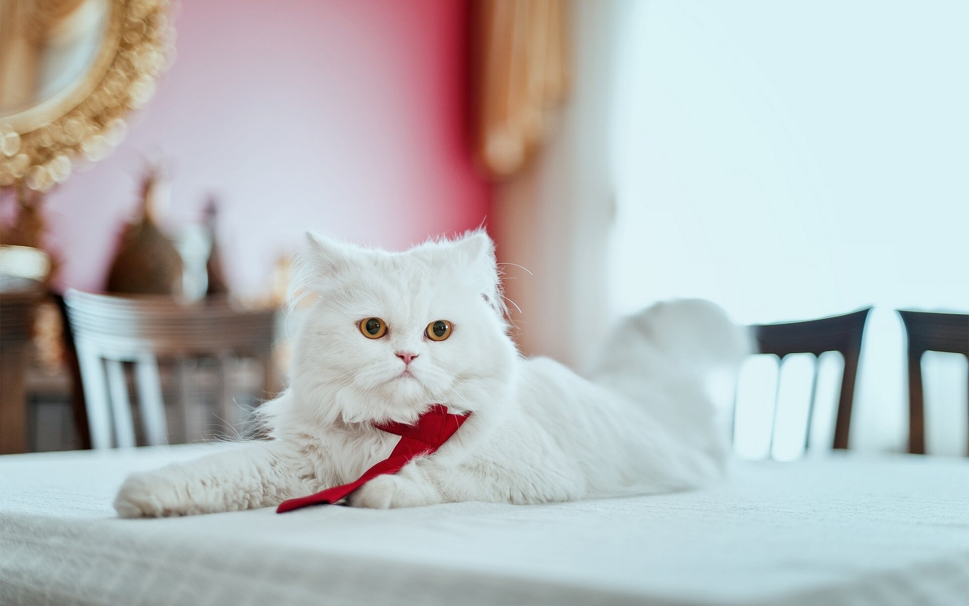 persian cat persian cat furry necktie view on the table