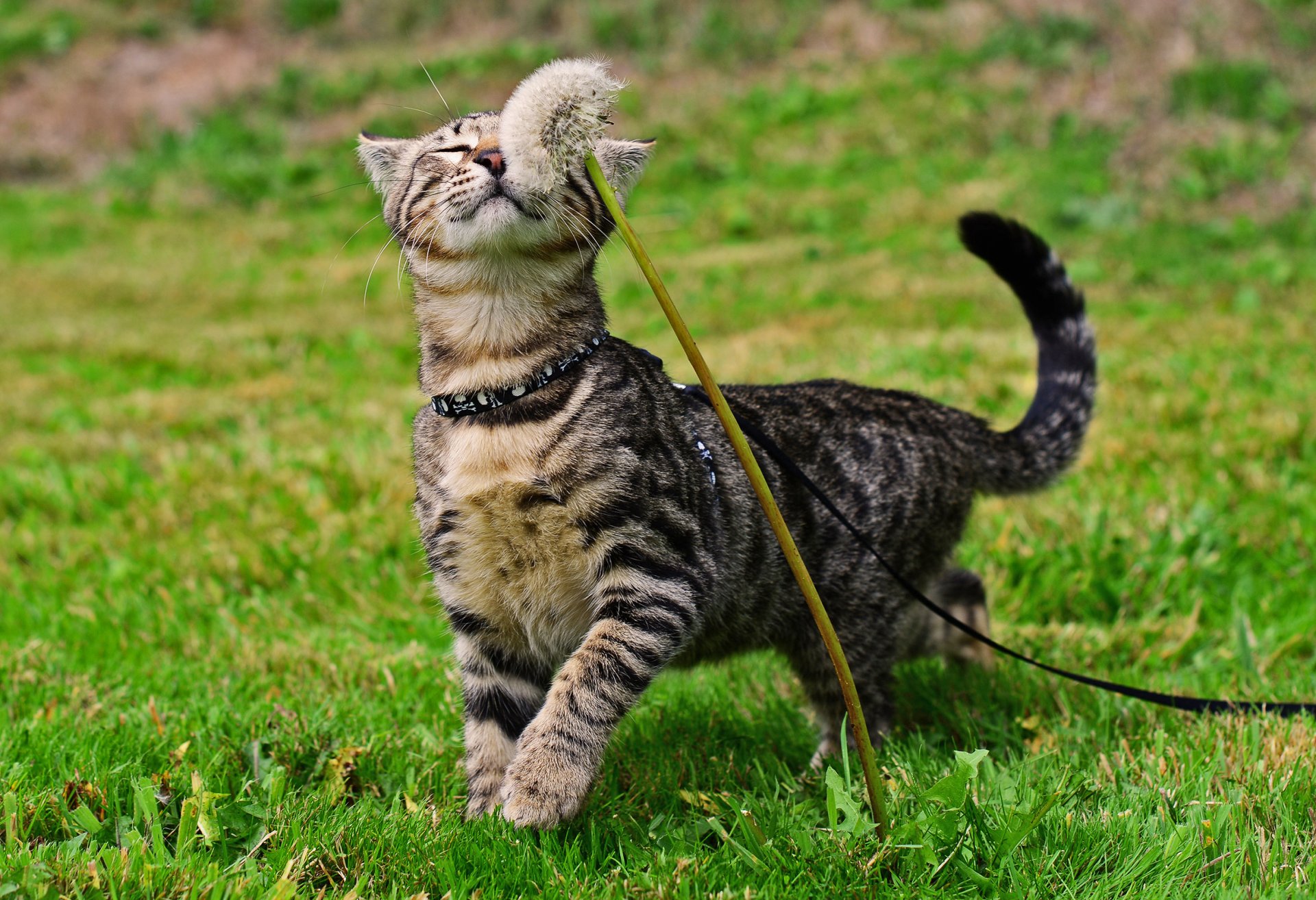 cat koshak kotyara grass dandelion walk