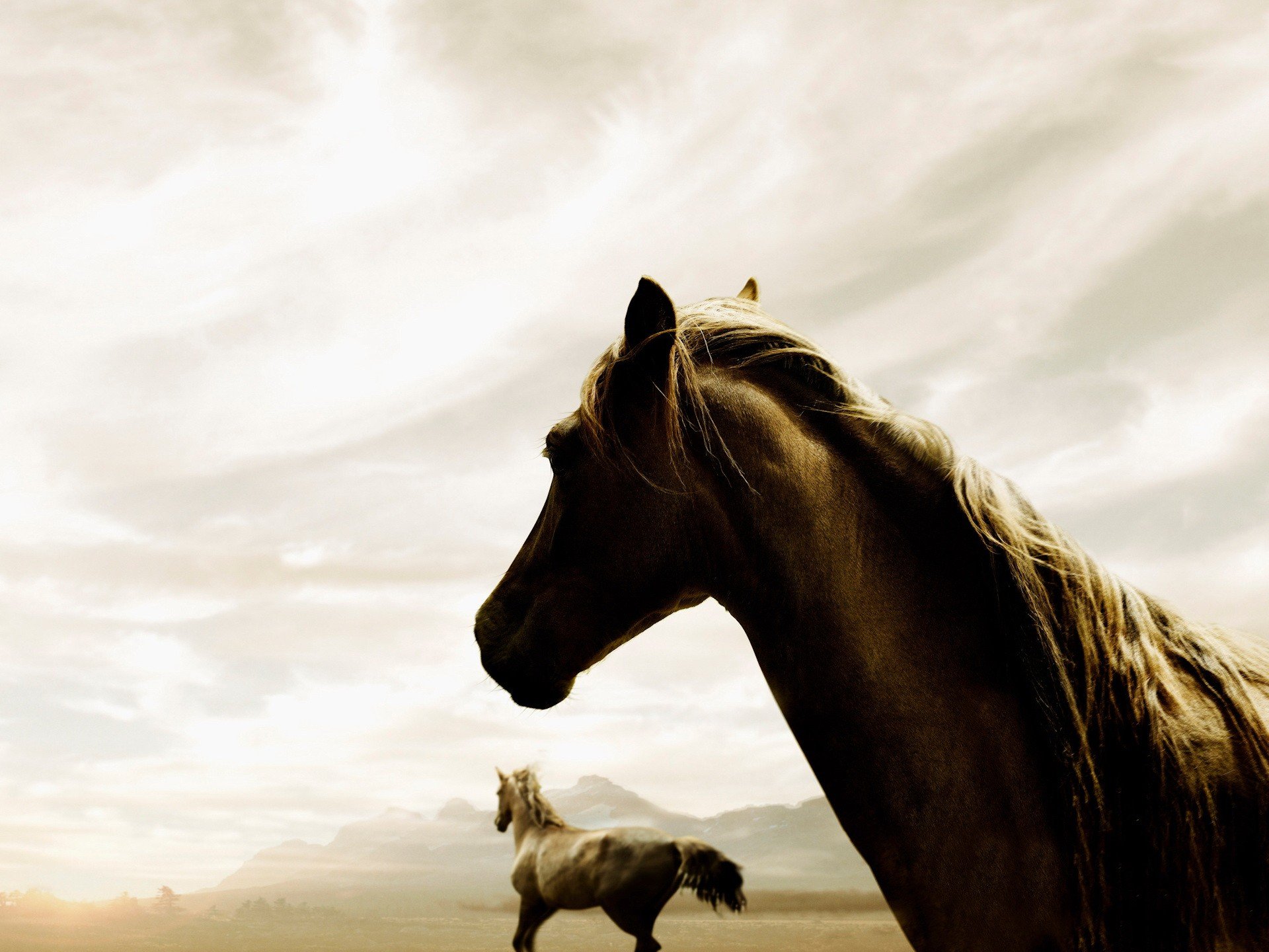 chevaux ciel brouillard