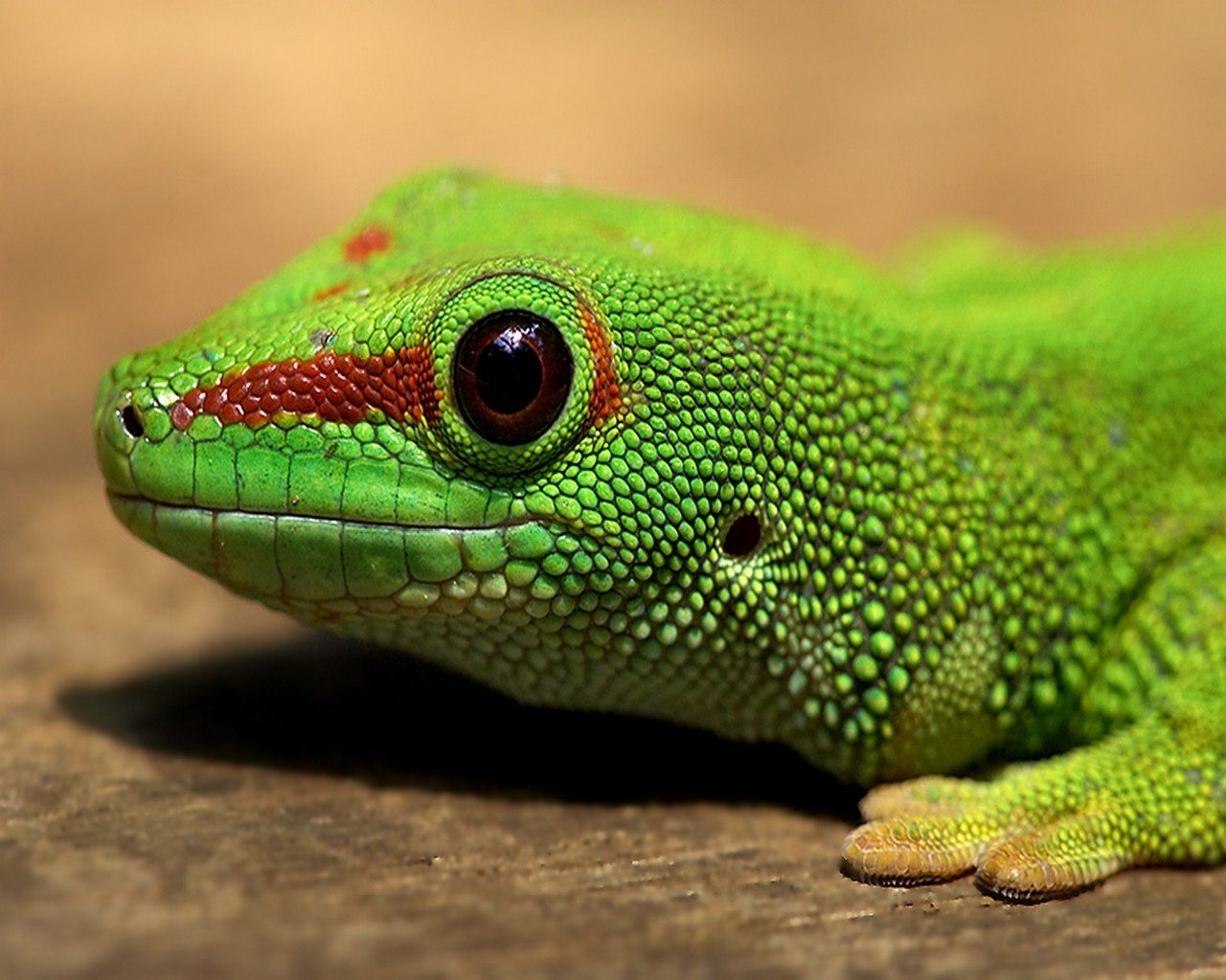 lagarto verde ojo