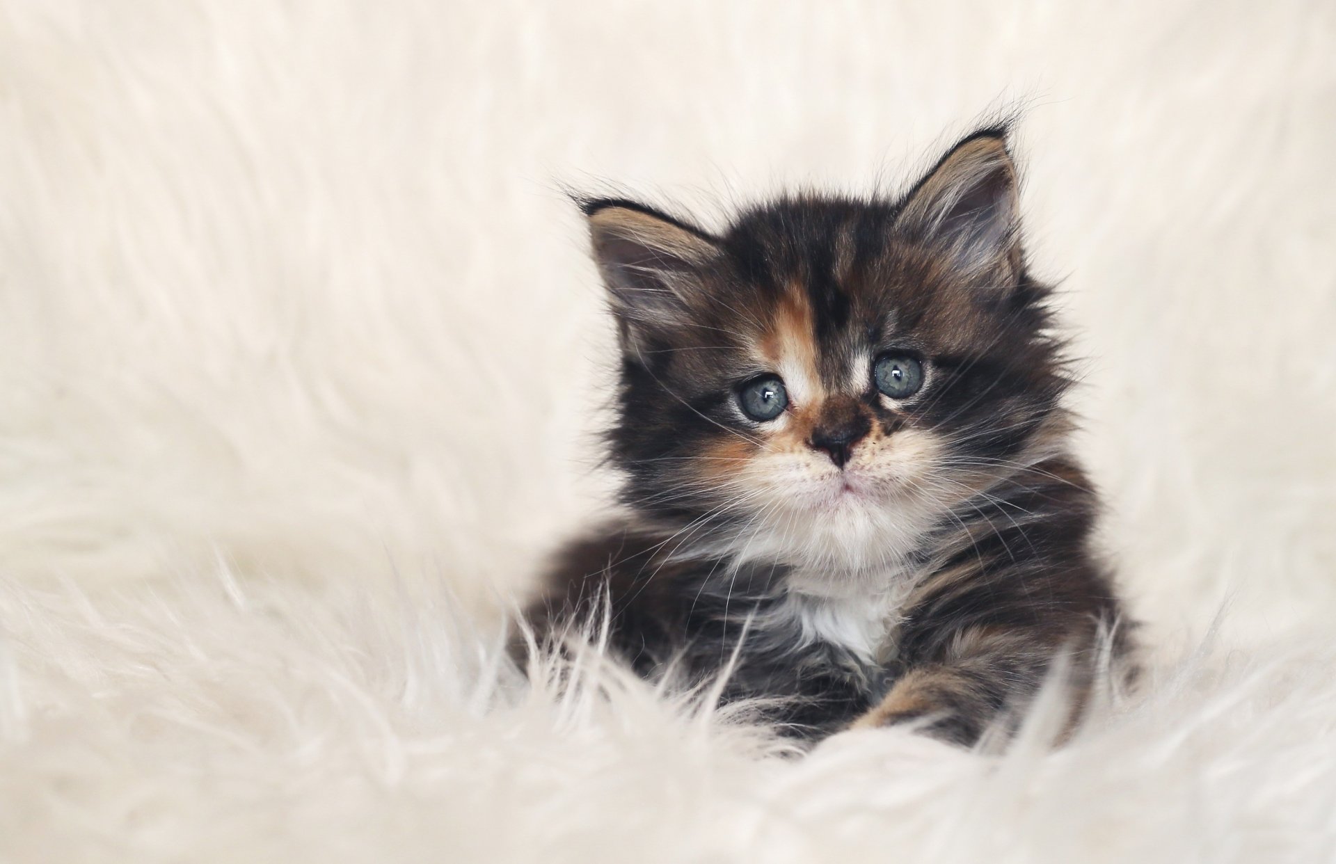 kätzchen katze schnauze blick augen schnurrbart