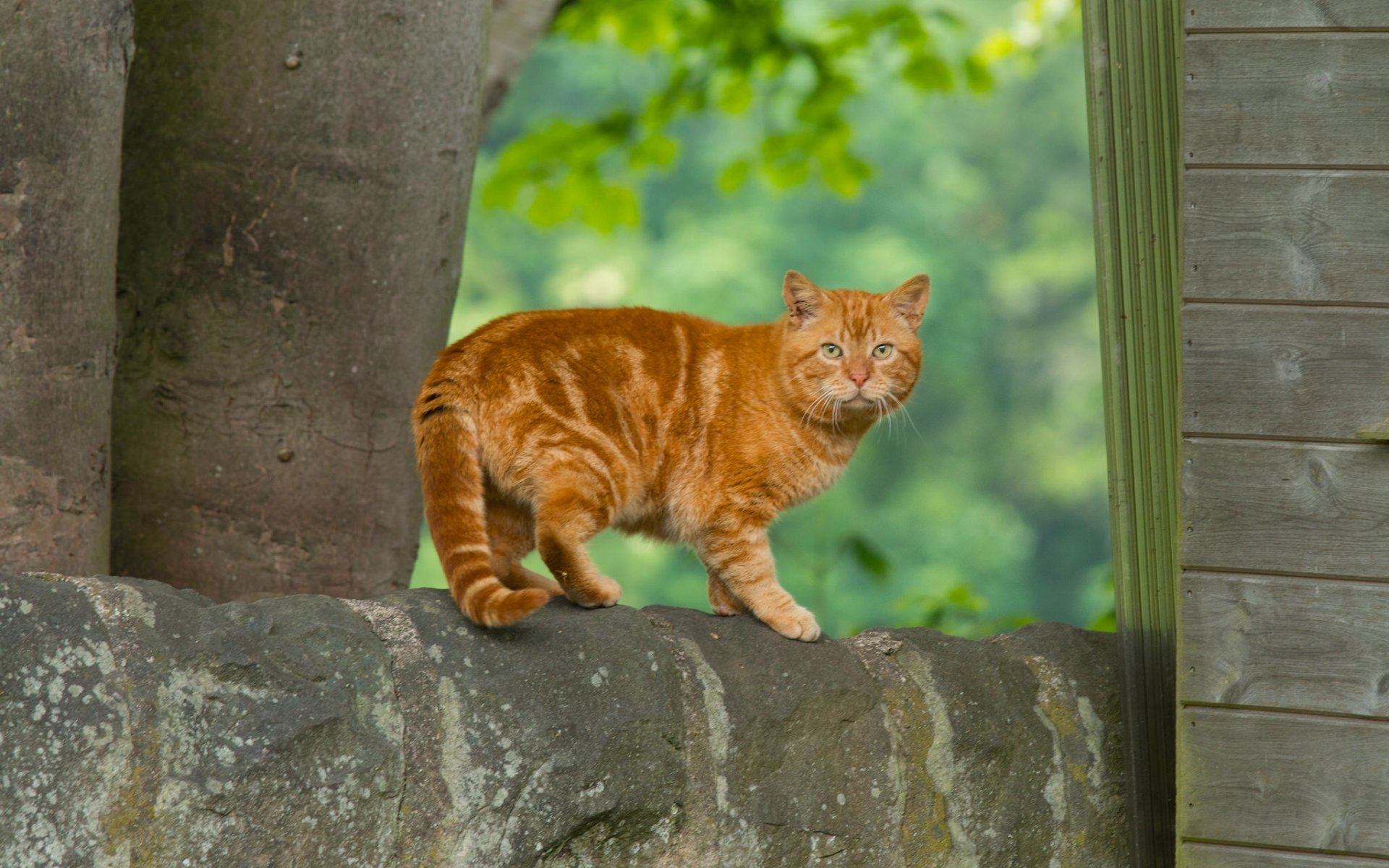 chat roux chat roux vue