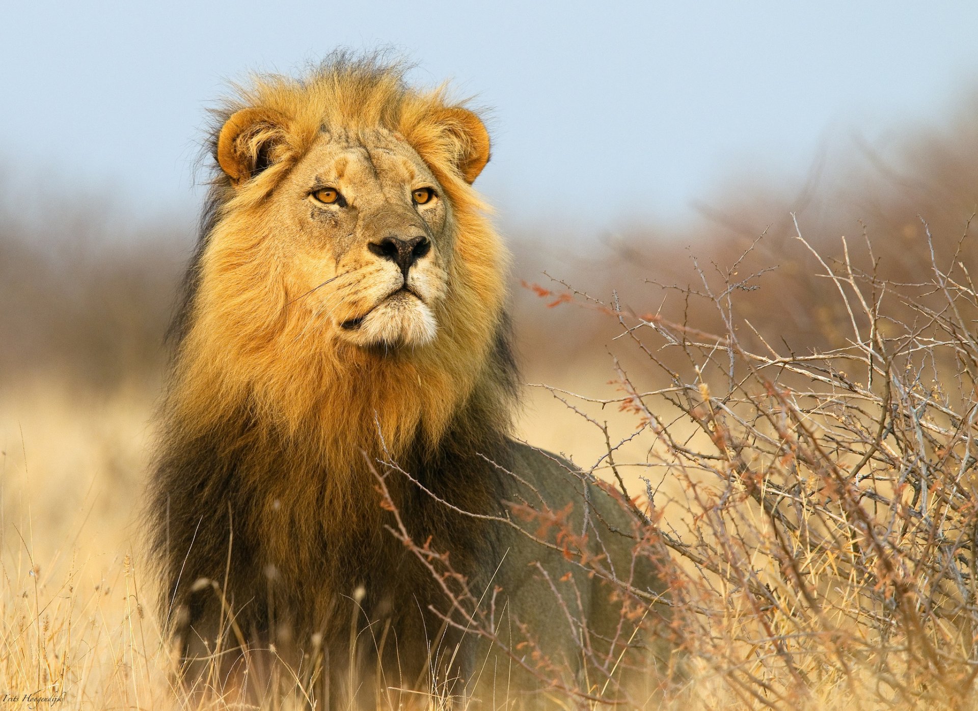 afrika löwe büsche