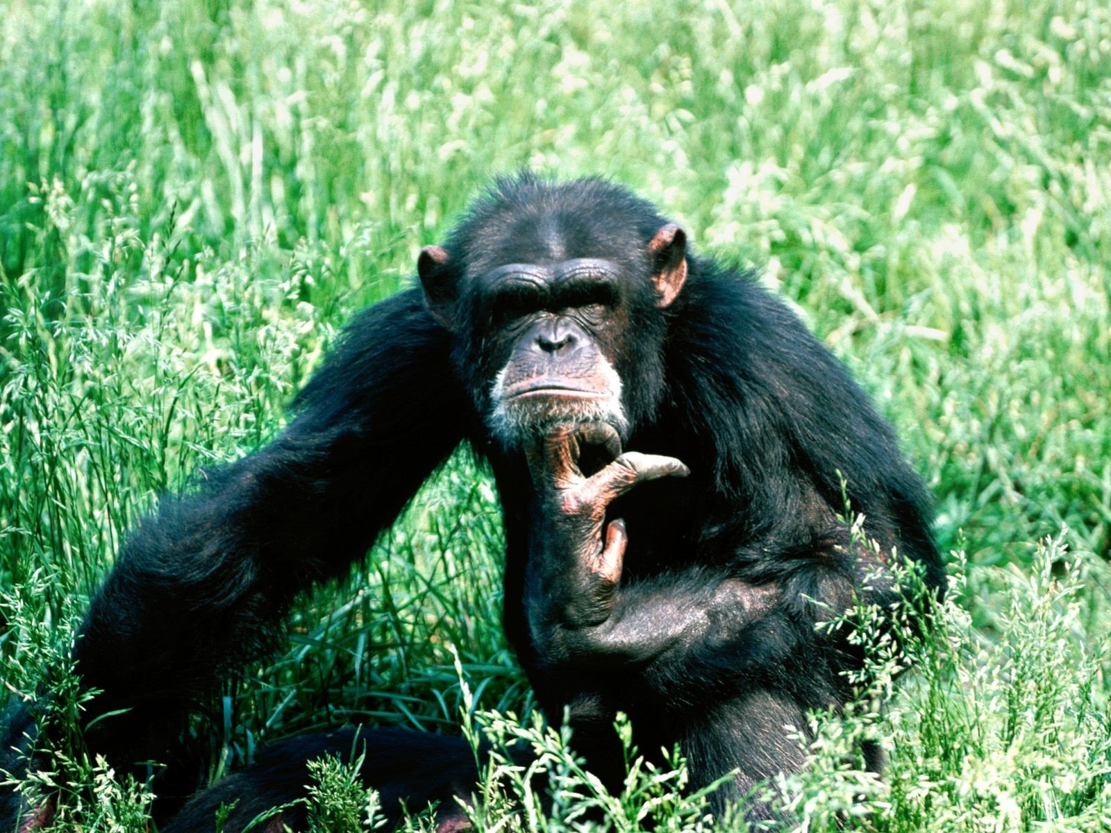 chimpanzee thinks gra