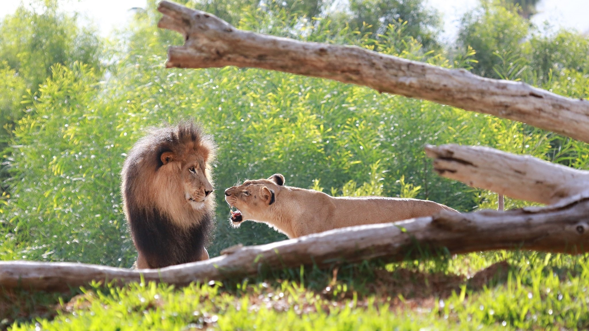 leones gatos salvajes depredadores pareja león leona hocico melena familia pelea rugido