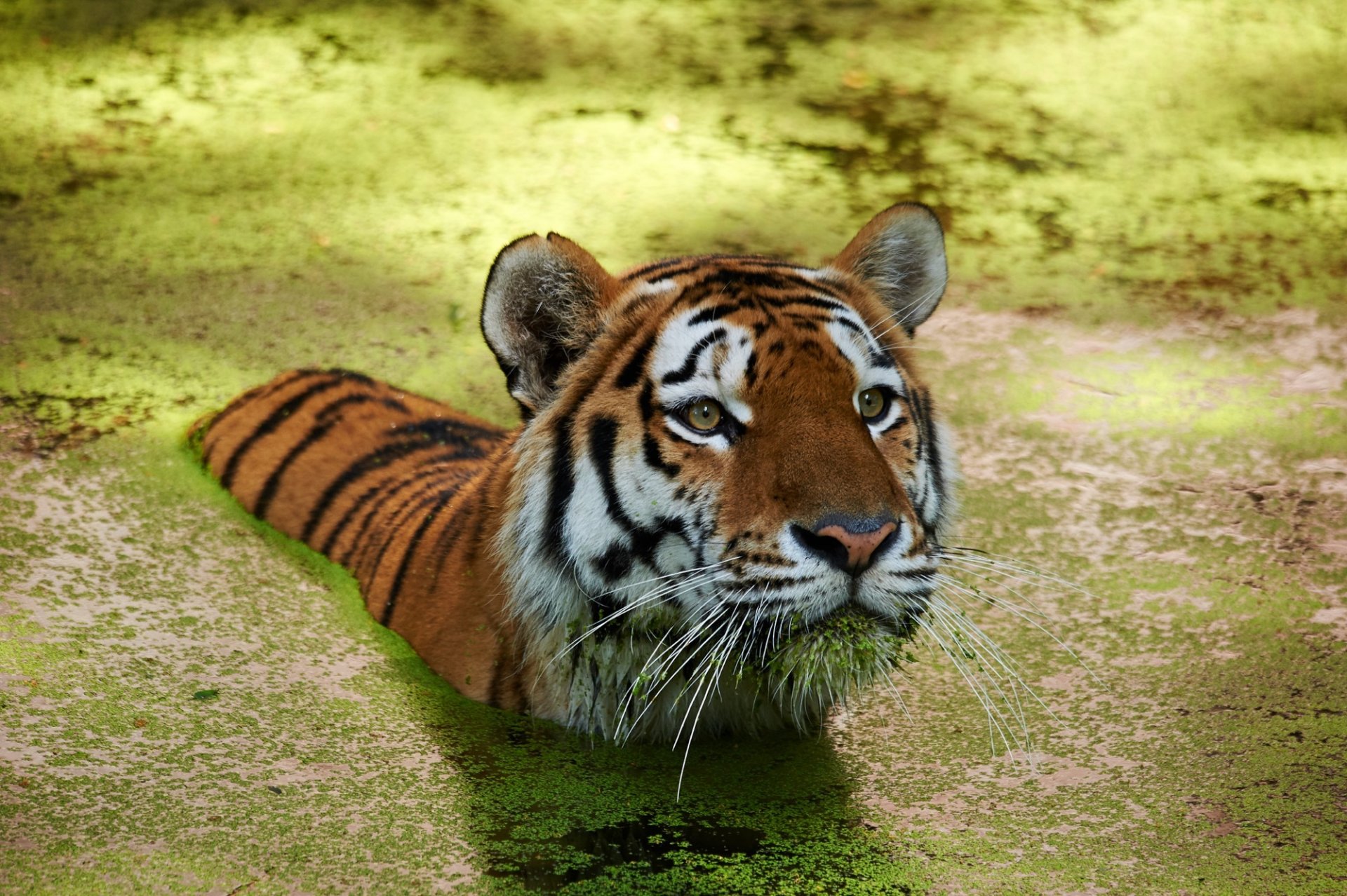 tigre nadador agua