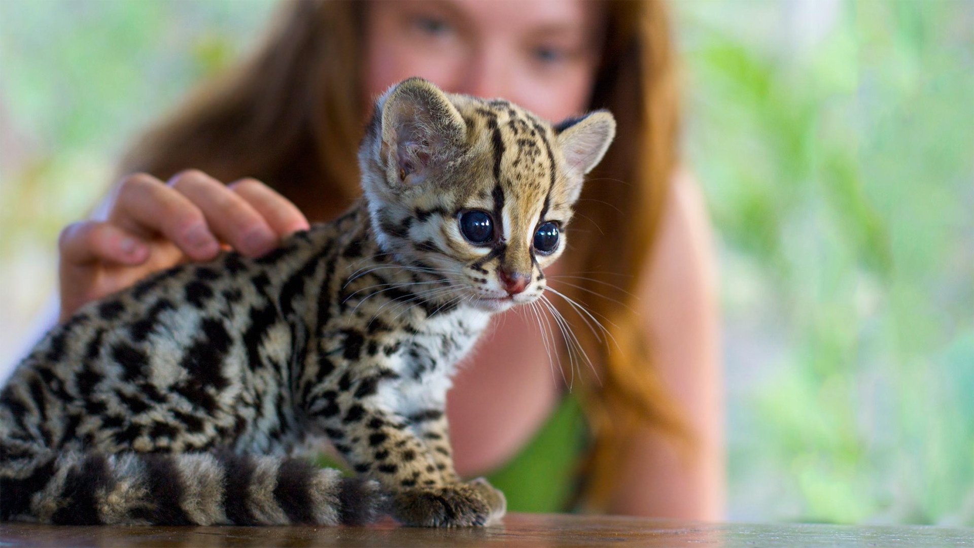 ocelot chaton cub fille flou