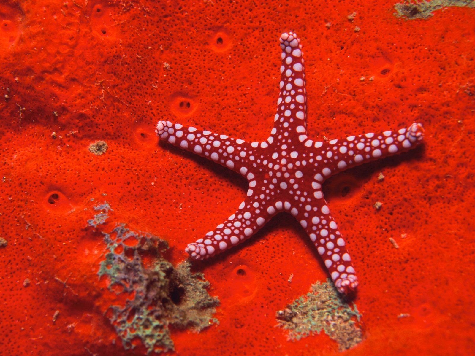 red sea star