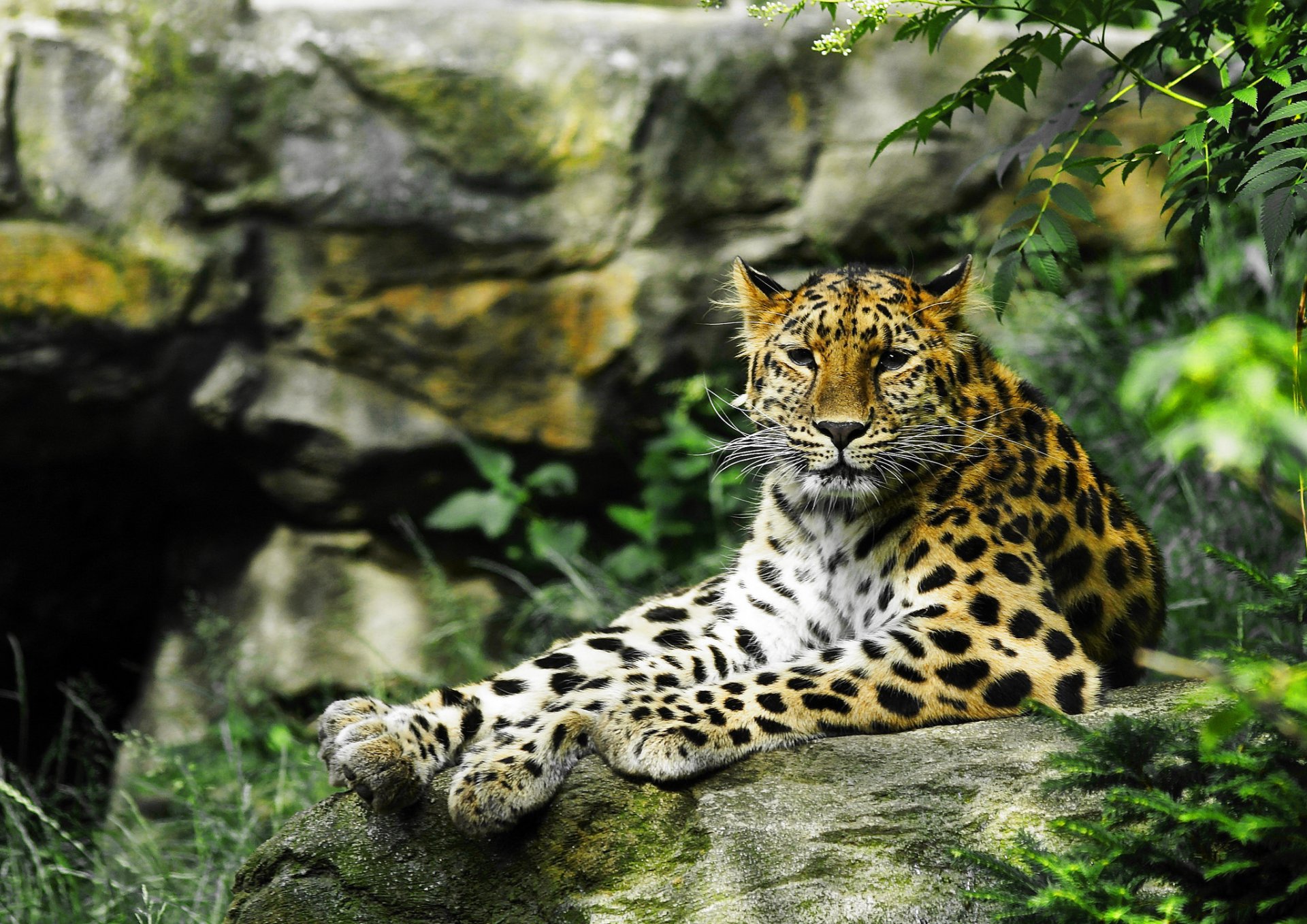 leopardo gatto selvatico predatore vista