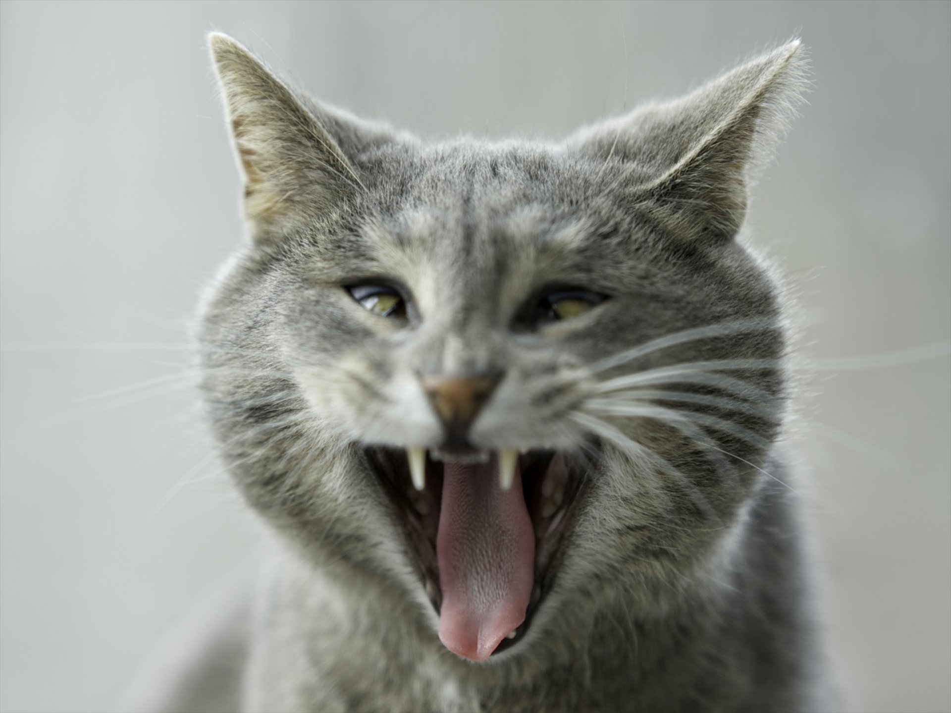 cat grey eyes fall yawns english funny