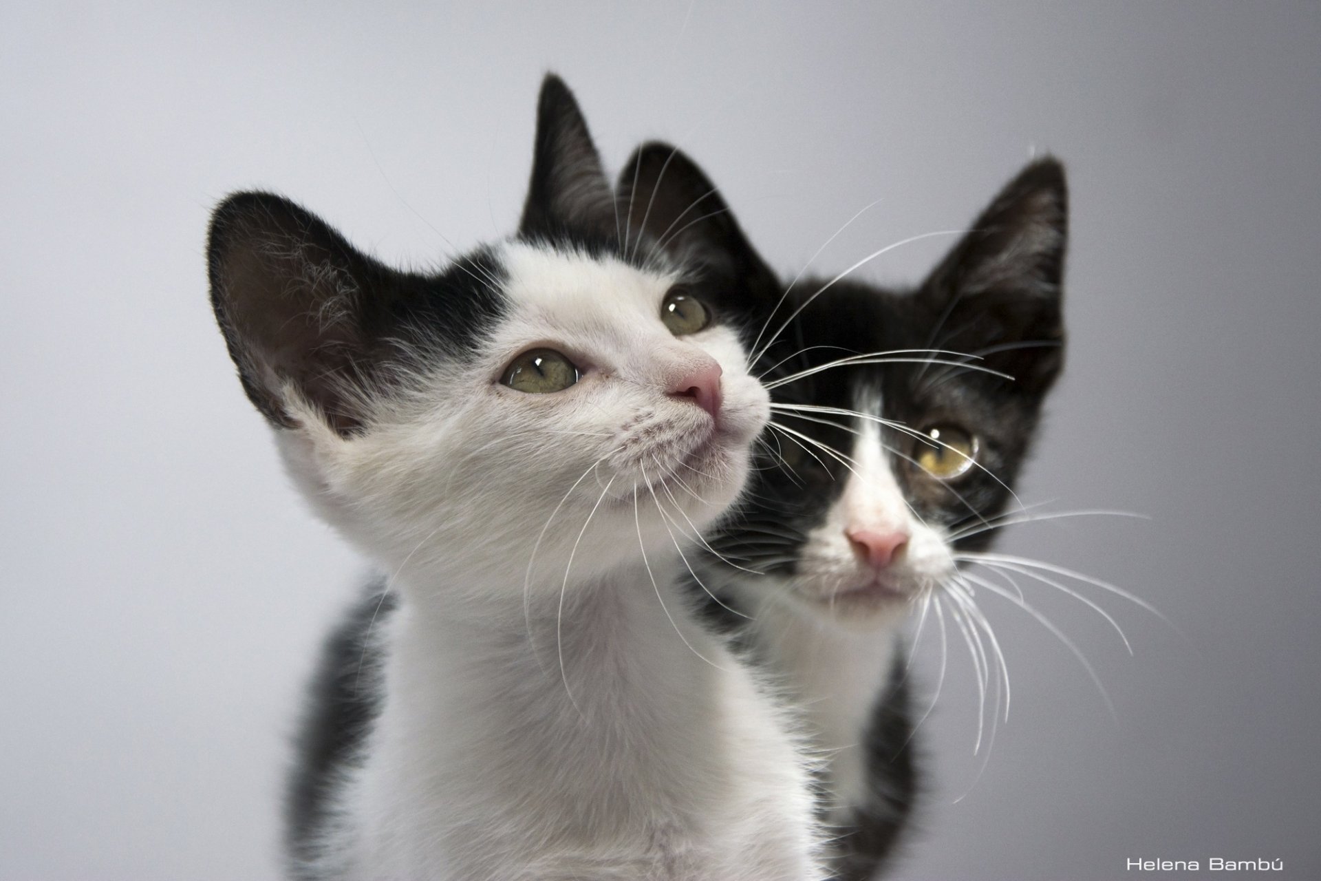 chatons bébés couple