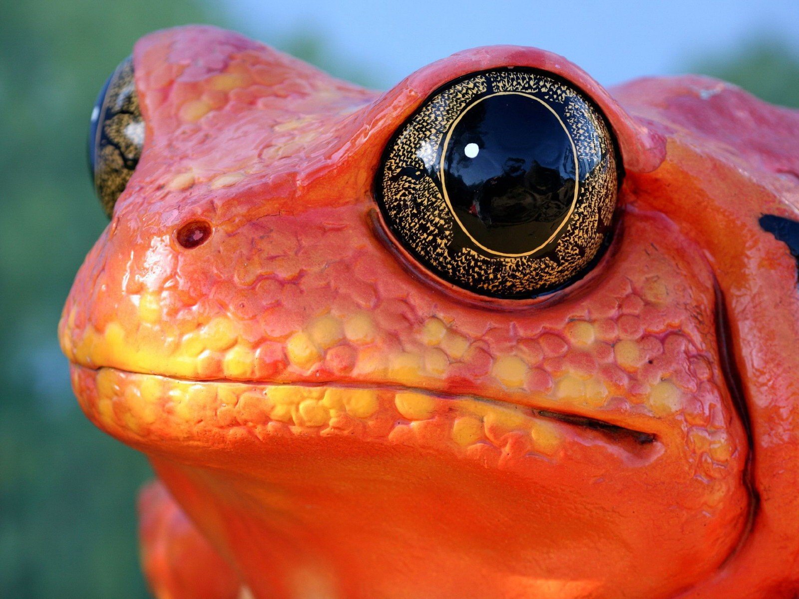 rojo rana ojo