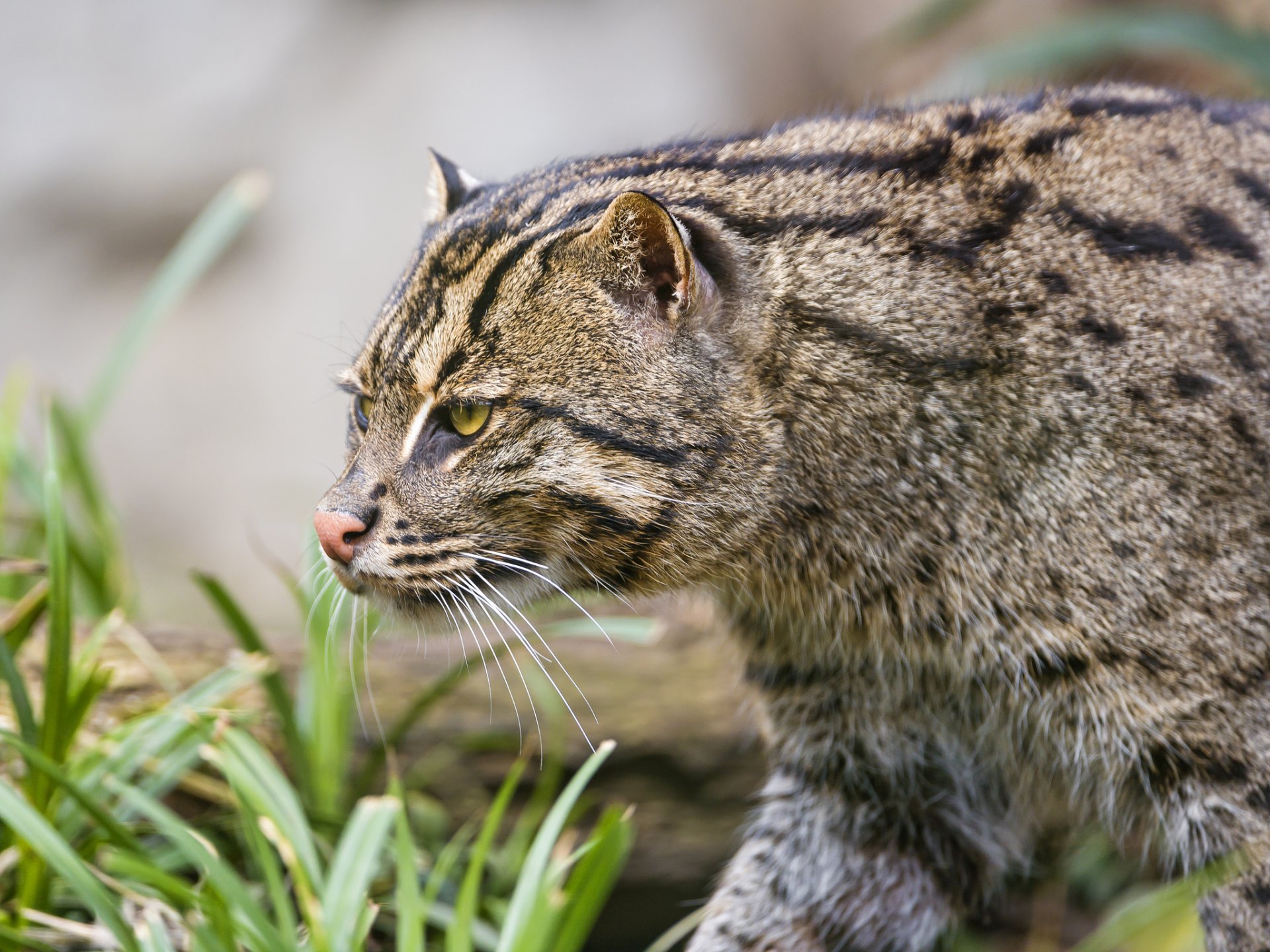 chat chat pêcheur chat pêcheur chat de pêche ©tambako the jaguar