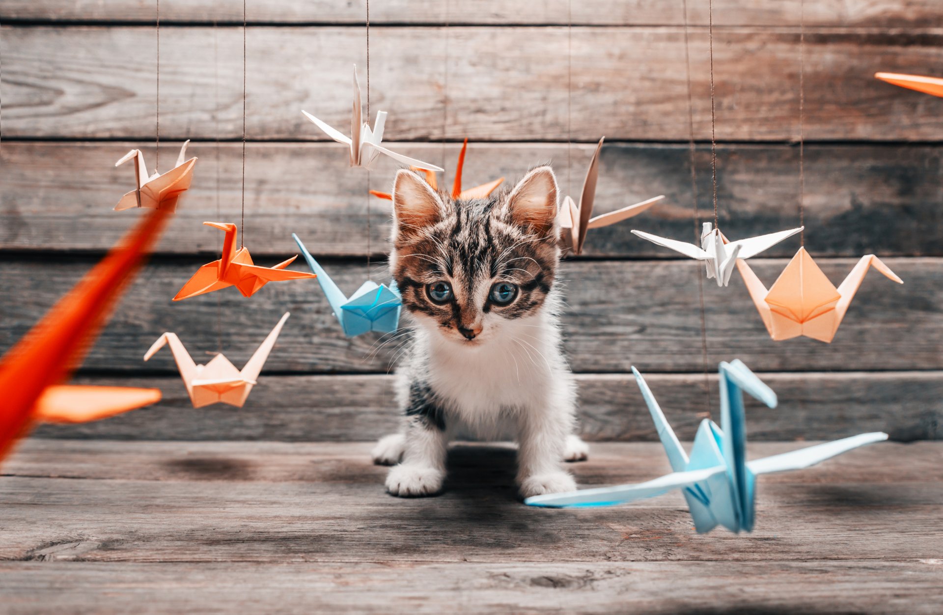 chat chaton moustache pattes queue moelleux position chasseur entraînement jeu multicolore volant coloré papier origami grue grue divers flou bokeh fond d écran