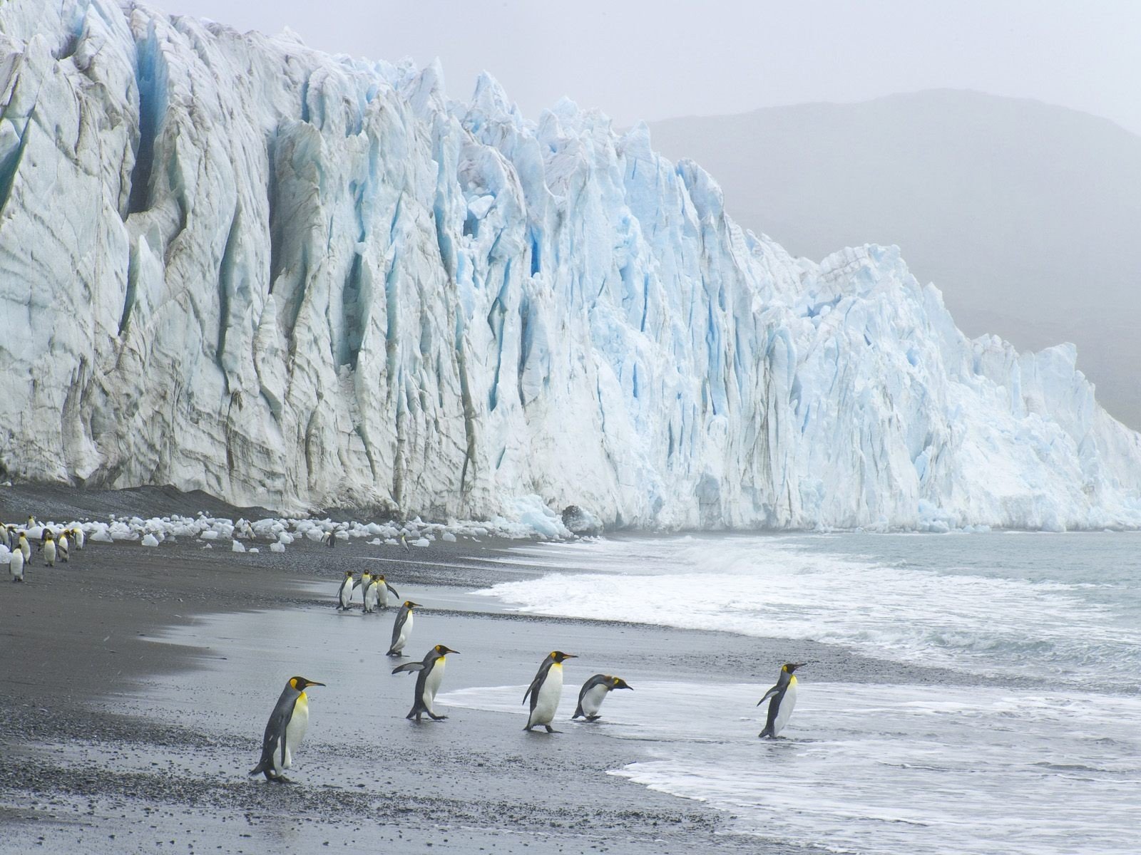 pinguine gletscher wellen