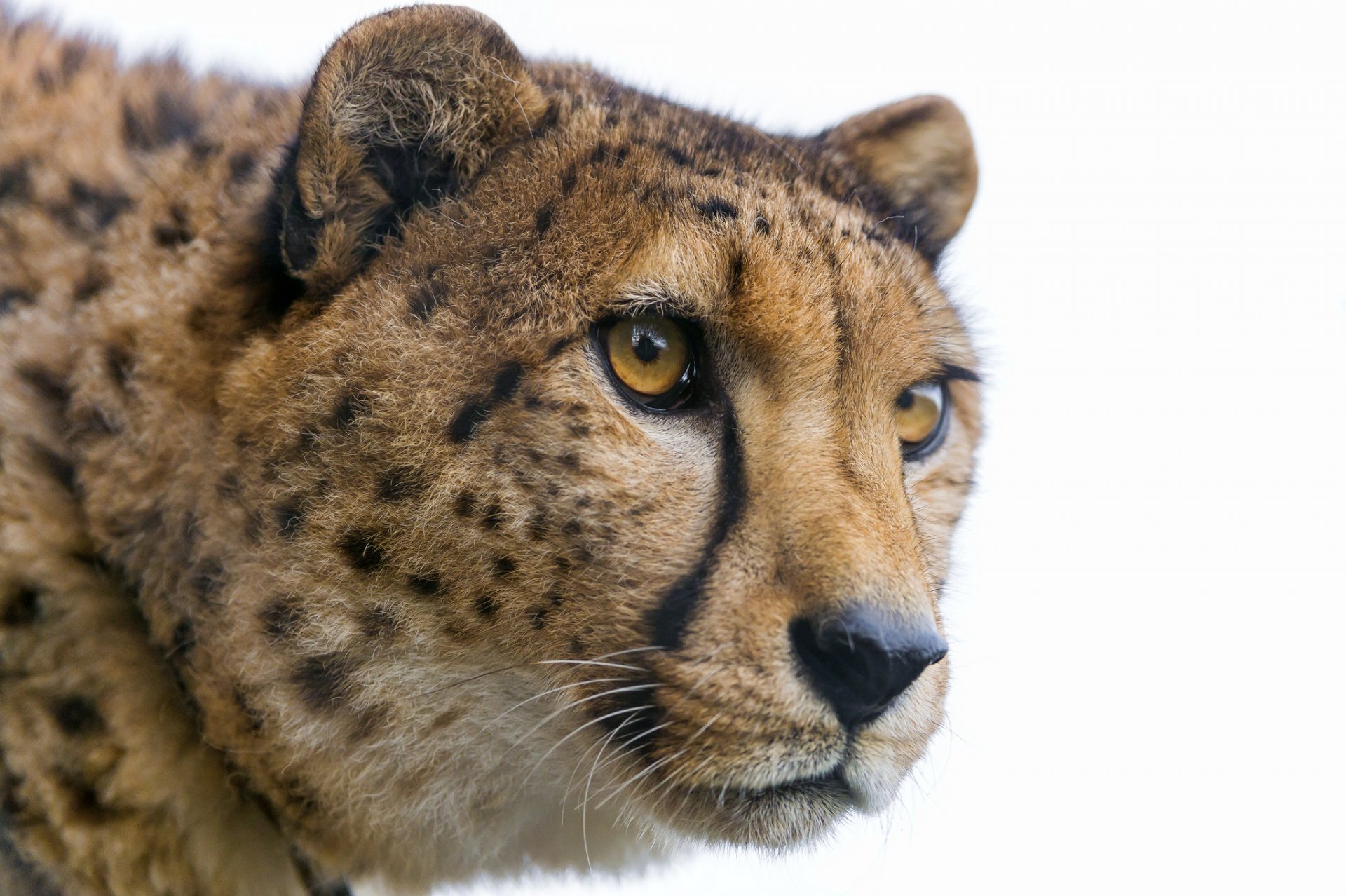 guépard chat museau regard ©tambako the jaguar