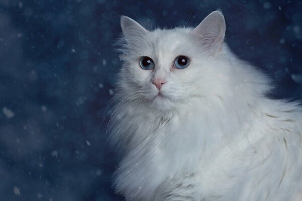 Fluffy white cat on a blue background