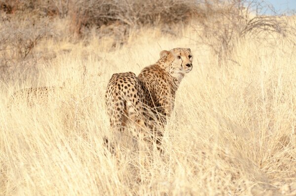 Ein Gepard in der Savanne im Gras schaut zu