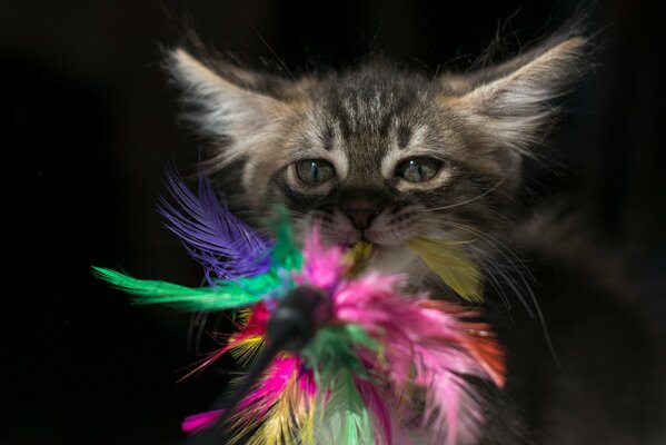 A kitten looks at a toy with feathers