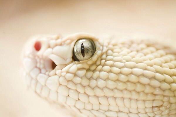 The eye of a white snake that is scaled