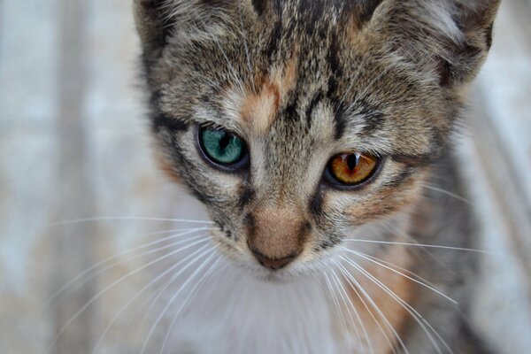 Bel gattino baffuto che guarda avanti