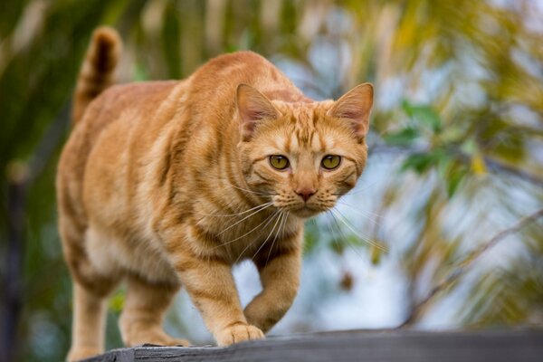 Il gatto rosso è andato fuori a cercare una ragazza o un amico