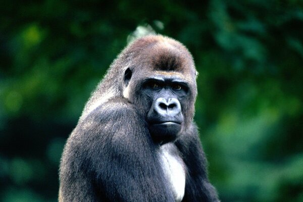 Photo of a black gorilla in the forest