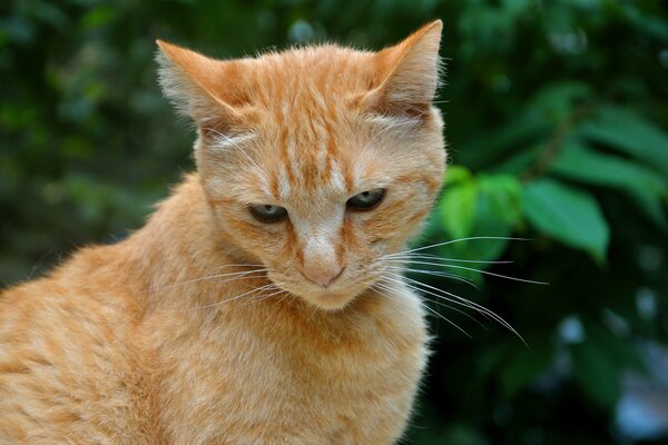 El gato rojo Boris en la relajación