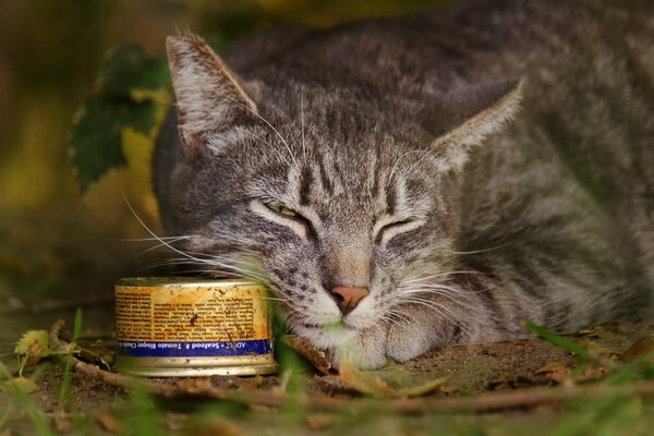 Gato callejero se acuesta con una lata