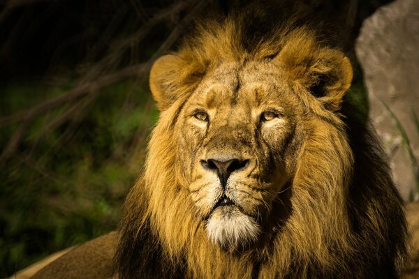 Portrait d un chat Lion sauvage