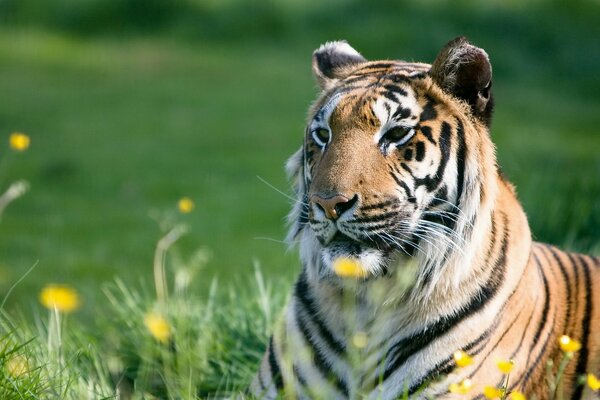 Tigre au repos sur la pelouse