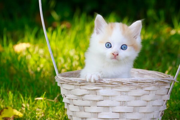 A blue-eyed fluffy cat in a basket