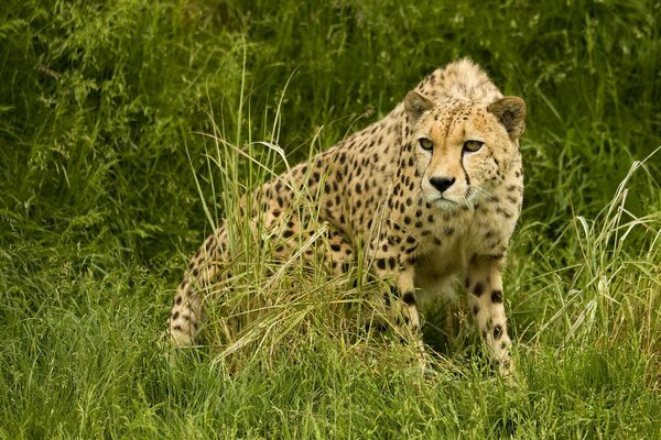 Cheetah in the grass before jumping