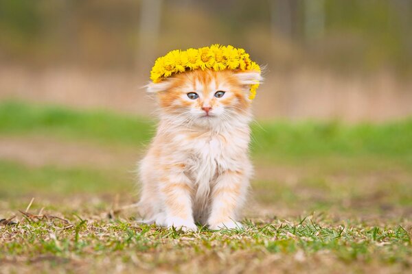 Un bebé peludo lleva una corona de flores