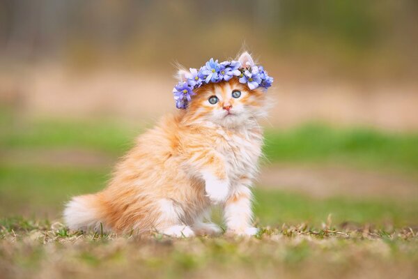 Flauschige rothaarige Katze mit Kranz